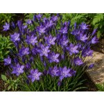 Triteleia 'Corrina' 5 ks – Sleviste.cz
