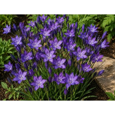 Triteleia 'Corrina' 5 ks – Sleviste.cz