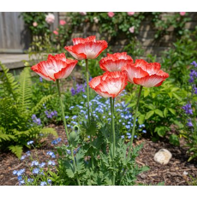 Mák velkokvětý 'Place Pigalle' 1 ks – Sleviste.cz