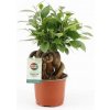 Květina Ficus microcarpa Bonsai