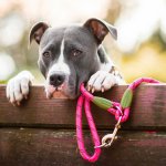 Vsepropejska Lasky přepínací vodítko pro psa – Zboží Dáma Vsepropejska Lasky přepínací vodítko pro psa – Zboží Dáma