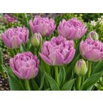 Tulipán 'Double Price' 5 ks – Hledejceny.cz