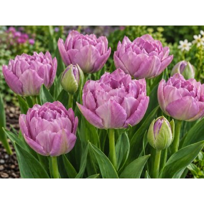 Tulipán 'Double Price' 5 ks – Hledejceny.cz