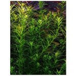 Rotala nanjenshan – Zboží Dáma