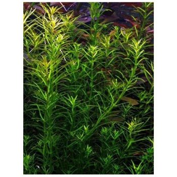 Rotala nanjenshan