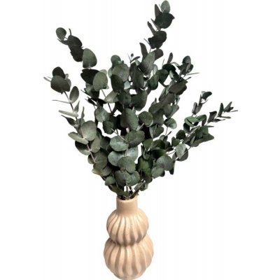 Stabilizovaný eukalyptus ESPIRAL, kytice/svazek šedozelených větviček 140g – Zboží Dáma