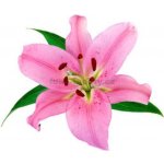 E-shop24 Samolepicí dekorace na kachličky Lílie 15 x 15 cm – Zboží Dáma