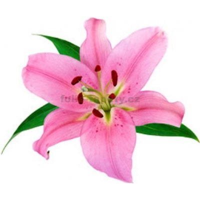 E-shop24 Samolepicí dekorace na kachličky Lílie 15 x 15 cm – Zboží Dáma