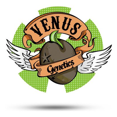 Venus Genetics Viuda Blanca CBD semena neobsahují THC 1 ks