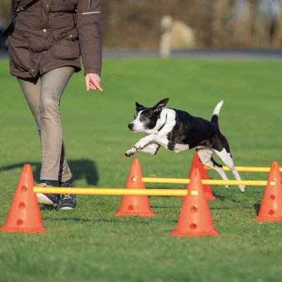 Trixie Dog Activity překážky 2 ks 30 x 50 cm/100 cm oranž/ – Zboží Mobilmania