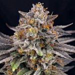 Ripper Seeds CandyGaz semena neobsahují THC 1 ks – Zboží Dáma