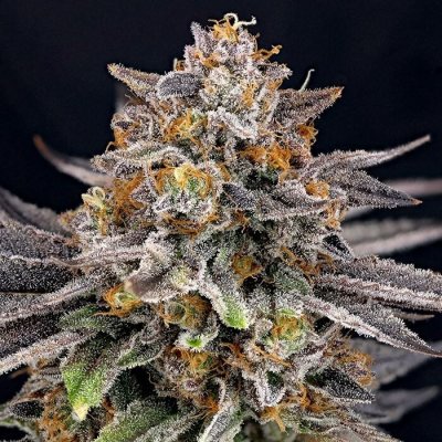 Ripper Seeds CandyGaz semena neobsahují THC 1 ks – Zboží Dáma