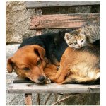Dimex MS-3-0221 vliesová fototapeta na zeď Kočka a pes rozměry 225 x 250 cm – Zboží Mobilmania