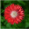 Osivo a semínko Chrpa červená Polka - Centaurea cyanus - semena chrpy - 100 ks