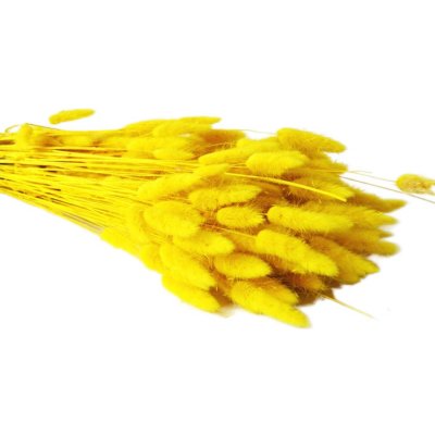 Suché a sušené květiny na aranžování Lagurus žlutý
