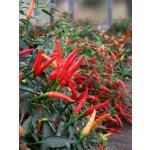 Sparkler – Hledejceny.cz