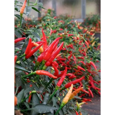 Sparkler – Hledejceny.cz