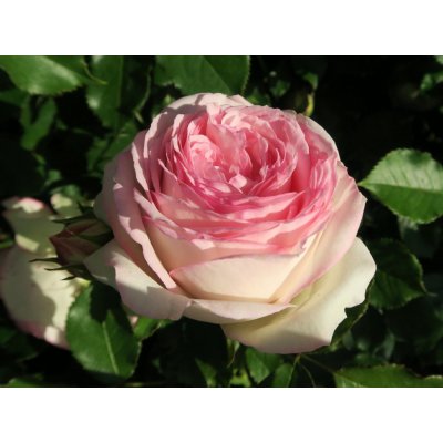 Růže pnoucí Meilland 'Eden Rose' - Rosa PN Eden Rose od 395 Kč - Heureka.cz