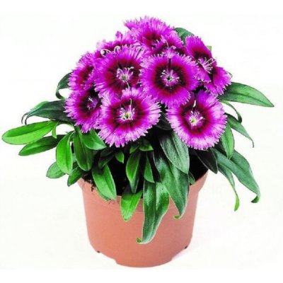 Hvozdík Chiba Purple Picotee F1 - Dianthus - prodej semen - 18 ks