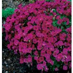 Aubrieta del. 'Cascade Red' Velikost hrnku: 10,5cm – Hledejceny.cz