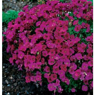 Aubrieta del. 'Cascade Red' Velikost hrnku: 10,5cm – Hledejceny.cz