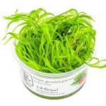 Najas guadalupensis - Řečanka guadalupská – Zbozi.Blesk.cz