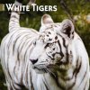 Kalendář White Tigers Square 2024