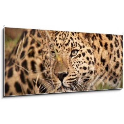 Obraz 1D panorama - 120 x 50 cm - Leopard Hunting Leopard lov