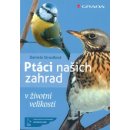 Ptáci našich zahrad