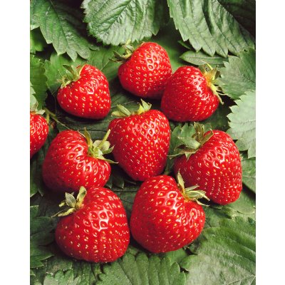 Jahodárna Brozany Jahodník 'Ostara' 12 ks stáleplodící Sazenice: Frigo sadba "A" standard 12 ks – Hledejceny.cz