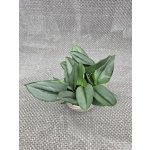 Scindapsus Moonlight – Zboží Dáma