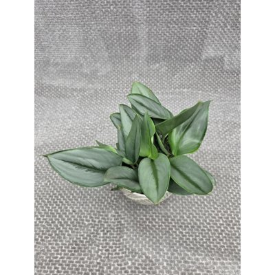 Scindapsus Moonlight – Zboží Dáma