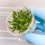 Cryptocoryne lucens – Zboží Dáma