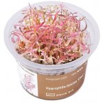 Hygrophila lancea Chai – Hledejceny.cz