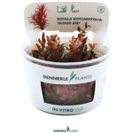 Rotala rotundifolia Blood Red – Zboží Dáma