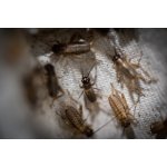 Cvrček banánový Micro do 5 mm 0,5 dcl – Zboží Mobilmania