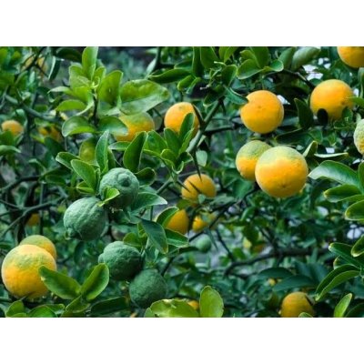 Poncirus trifoliata Prodejní velikost: 050/080, Velikost hrnku: 12 l – Zboží Dáma
