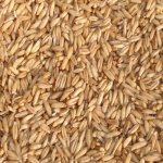 Avicentra oves nahý 25 kg – Zboží Mobilmania