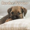 Kalendář Border Terrier Puppies Mini Square Wall nezadán 2023