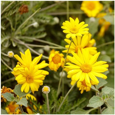 Chryzantéma jedlá - Chrysanthemum coronarium - semena - 400 ks