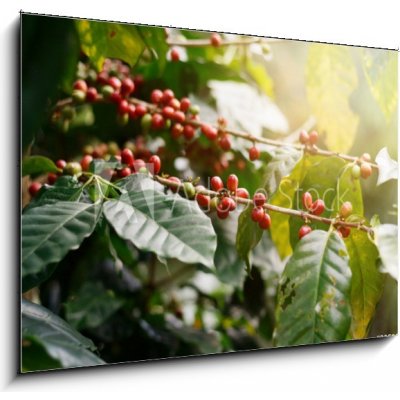 Skleněný obraz 1D - 100 x 70 cm - Fresh coffee beans on bunch trees. Čerstvá kávová zrna na parta. – Hledejceny.cz
