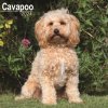 Kalendář Cavapoo Cavoodle 16-Monats 2024