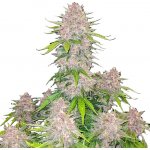 420 Fast Buds Cherry Cola AUTO semena neobsahují THC 1 ks – Zbozi.Blesk.cz