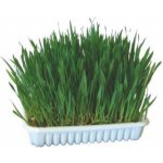 Trixie Tráva pro kočku v misce 100 g – Zboží Mobilmania