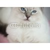 Tapety WEBLUX Samolepka fólie 4 month old ragdoll kitten in colour - 25561963 4 měsíce staré ragdoll kotě v barvě rozměry 200 x 144 cm