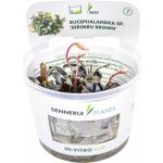 Bucephalandra spec. Serimbu Brown – Zboží Dáma