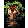 Malování podle čísla Royal Langnickel Malování podle čísel 22x30 cm - Tygr u vody