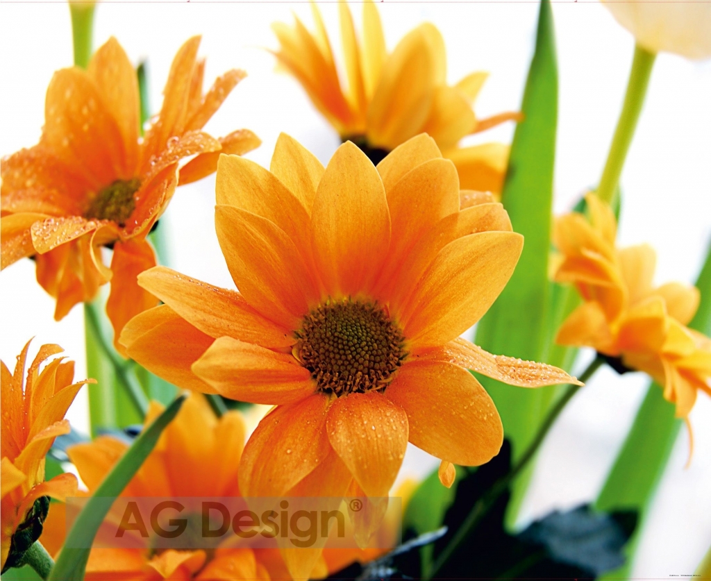 Фотообои оранжевые цветы