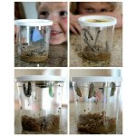 Insect Lore Motýlí zahrádka 3-5 housenek 01010SU – Hledejceny.cz