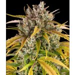 Dutch Passion Auto Glueberry O.G.semena neobsahují THC 5 ks – Sleviste.cz